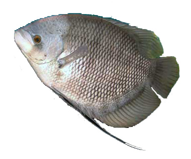 Ikan Gurame